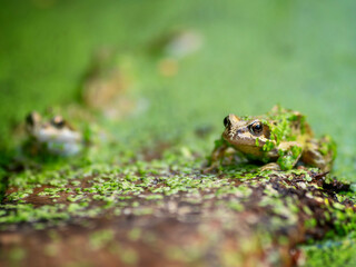 Frog in a garden pond