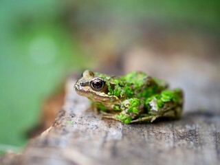 Small Frog with pond weed