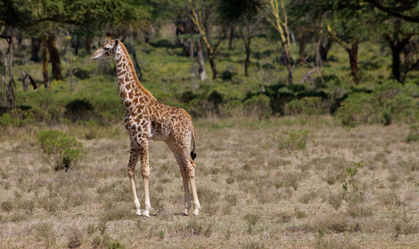 Giraffe in the wild nature. Giraff family in African savana on dry grass at safari game wild nature in Masai Mara, Amboseli, Samburu, Serengeti and Tsavo national parks of Kenya and Tanzania. Jiraff