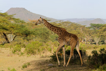 Obraz premium Giraffe in the wild nature. Giraff family in African savana on dry grass at safari game wild nature in Masai Mara, Amboseli, Samburu, Serengeti and Tsavo national parks of Kenya and Tanzania. Jiraff