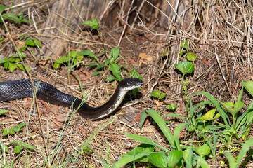 Rat Snake Pantherophis Obsoletus North