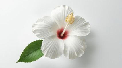 Fototapeta premium Delicate White Hibiscus Flower with Green Leaf on Minimalist Background