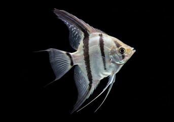 Close up view of an angelfish with stripes against a plain dark backdrop area