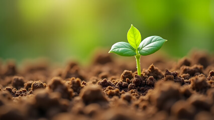 Healthy sprouts in dry loamy soil showing perfect crumb structure and ideal growing conditions.