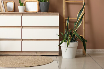 Sansevieria plant near chest of drawers in room