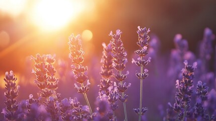 Fototapeta premium Stunning sunrise over endless lavender fields, vibrant purple hues in soft golden morning light, natural landscape commercial photo, tranquil rural scenery, summer floral beauty, aromatic herb