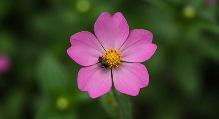 Fototapeta premium Cosmos Bloom: A Secret Visitor