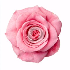 pink rose on white background