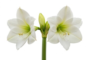 Fototapeta premium Two white amaryllis flowers and a bud, isolated on a white background