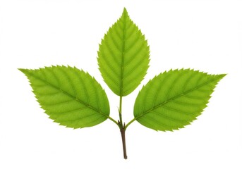 Fototapeta premium Three vibrant green leaves on a branch against a white background