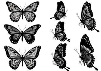 Elegant Monochrome Butterfly Illustrations: Detailed Wings, Graceful Flight