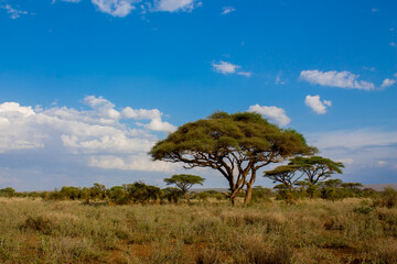 Obraz premium Trees and cactus landscape in Africa savannah bush in the desert. Vachellia tree in savannah african desert landscape, acacia trees. African typical landscape at safari game ranch in Kenya, Tanzania