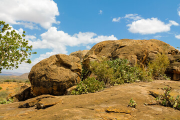 Trees and cactus landscape in Africa savannah bush in the desert. Vachellia tree in savannah african desert landscape, acacia trees. African typical landscape at safari game ranch in Kenya, Tanzania