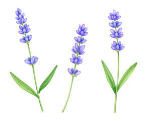 Naklejka premium Watercolor Lavender Sprigs on White Background