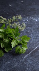 Vibrant green herbs on a dark textured surface. Fresh and lush, perfect for culinary or medicinal use.