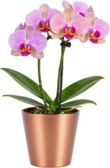 Naklejka premium Blooming Pink Phalaenopsis Orchid in Copper Pot Elegant Houseplant Indoor Flower