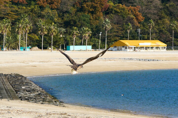 サンドイッチを掴んで飛ぶトンビ