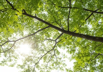 Fototapeta premium Sunlight through tree canopy with green leaves from below, creating a natural background