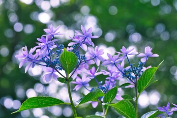 木漏れ日に咲く紫陽花
