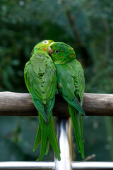 Southamerican birds