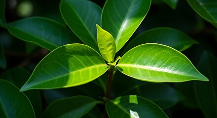 Obraz premium Emerald Embrace: New Growth in Shadow