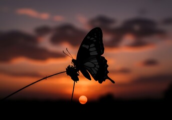 Sunset Silhouette: Butterfly's Embrace