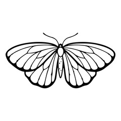 detailed butterfly outline design