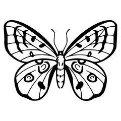 detailed butterfly outline design