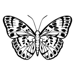 detailed butterfly outline design