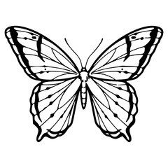 detailed butterfly outline design