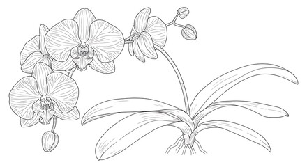 Elegant Line Art Orchid Botanical Illustration