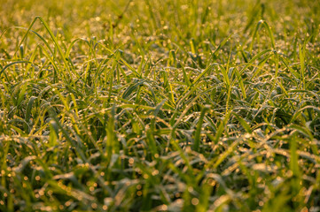 Dew drop on rice paddy field in the morning in rural Thailand.