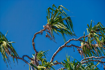 Wind Blowing Green Hawaiian Pandanus Fronds Under Azure Blue Sky on Waikiki Beach.