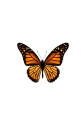 Naklejka premium Monarch Butterfly: Orange Wings, Gentle Grace