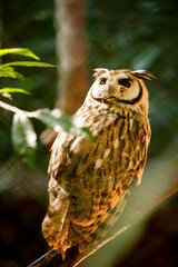 Owl