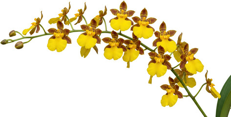 Vibrant Yellow and Brown Oncidium Orchid Branch Blooming Exotic Flowers Close up