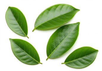 Fototapeta premium Raw ribeye steak with marbling on a white background, ready for cooking