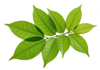Fototapeta premium Fresh green leaves on a branch against white background, close-up