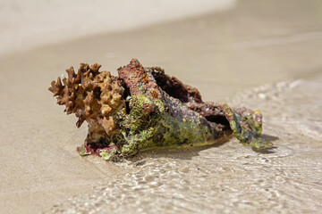 Colorful coral-encrusted shell lies on wet sand at the shoreline, touched by gentle waves. Bright daylight highlights textures and marine growth on the surface.
