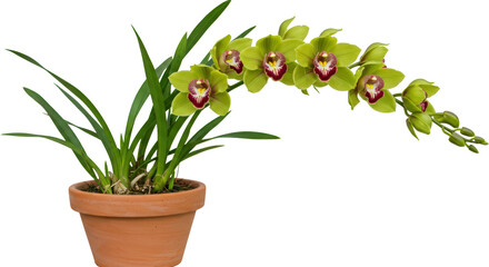 Obraz premium Lush Green Cymbidium Orchid Plant in Terracotta Pot Blooming Flowers