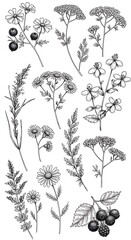 Botanical Line Art: Delicate Floral Sketches