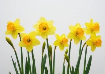 Daffodils in bloom with buds against a white background, showcasing spring's beauty