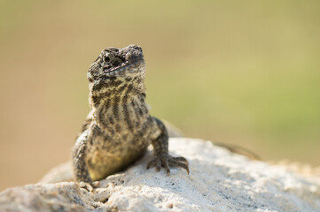 Macrophotograph of a Leiocephalus carinatus, commonly known as the northern curly-tailed lizard or saw-scaled curly-tailed lizard