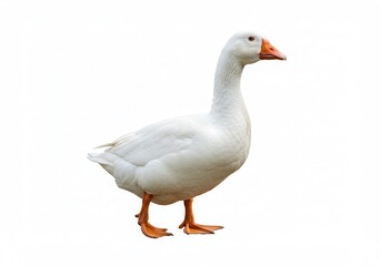 Isolated white goose standing, showing its orange beak and feet on a white background
