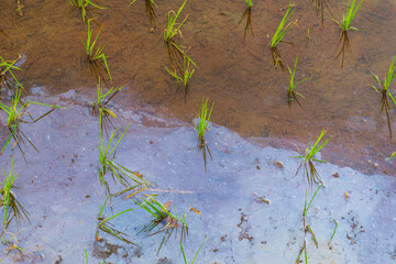 beautiful morning view panorama of indonesia agriculture industry rice fields with beautiful sky colors natural light