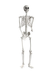 Scary human skeleton isolated on white background