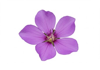 Obraz premium Single purple flower with five petals isolated on white background, close up