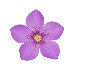 Single purple flower with five petals isolated on white background