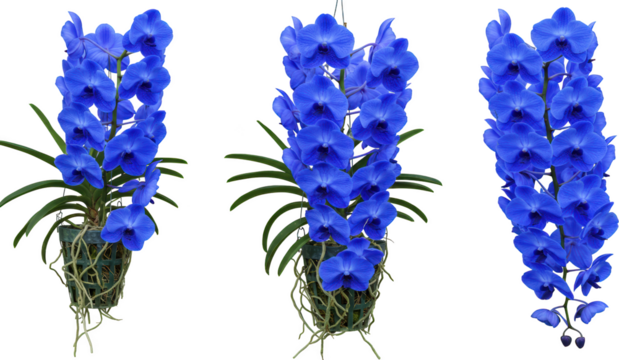 Vibrant Blue Vanda Orchids Hanging in Pots Blooming Flowers Exotic Plants