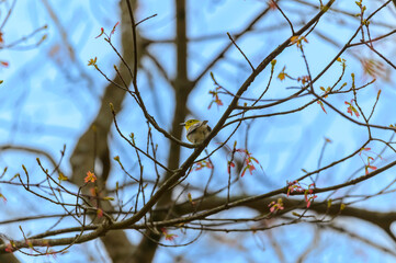 A Yellow Throated Warbler at Fort Mountain State Park, near Chatsworth, Georgia.